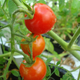 Tomato plants grown in Martian soil / Wieger Wamelink